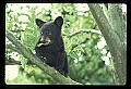 10011-00010-Black Bear Cubs-Ursus americanus.jpg
