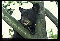 10011-00011-Black Bear Cubs-Ursus americanus.jpg