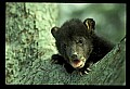 10011-00014-Black Bear Cubs-Ursus americanus.jpg