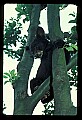 10011-00016-Black Bear Cubs-Ursus americanus.jpg