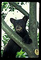 10011-00017-Black Bear Cubs-Ursus americanus.jpg