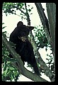 10011-00018-Black Bear Cubs-Ursus americanus.jpg