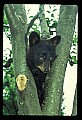 10011-00019-Black Bear Cubs-Ursus americanus.jpg