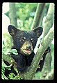 10011-00020-Black Bear Cubs-Ursus americanus.jpg