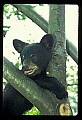 10011-00021-Black Bear Cubs-Ursus americanus.jpg