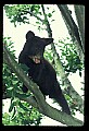 10011-00022-Black Bear Cubs-Ursus americanus.jpg