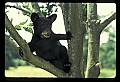 10011-00023-Black Bear Cubs-Ursus americanus.jpg