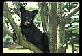 10011-00024-Black Bear Cubs-Ursus americanus.jpg