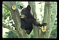 10011-00025-Black Bear Cubs-Ursus americanus.jpg