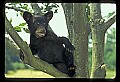 10011-00026-Black Bear Cubs-Ursus americanus-blue sky.jpg