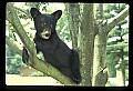 10011-00027-Black Bear Cubs-Ursus americanus.jpg