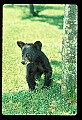 10011-00028-Black Bear Cubs-Ursus americanus.jpg