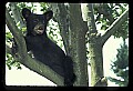 10011-00029-Black Bear Cubs-Ursus americanus.jpg