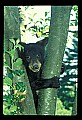 10011-00030-Black Bear Cubs-Ursus americanus.jpg