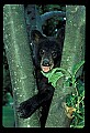 10011-00031-Black Bear Cubs-Ursus americanus.jpg