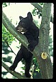 10011-00032-Black Bear Cubs-Ursus americanus.jpg