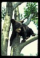 10011-00033-Black Bear Cubs-Ursus americanus.jpg