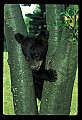 10011-00034-Black Bear Cubs-Ursus americanus.jpg