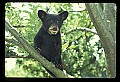 10011-00035-Black Bear Cubs-Ursus americanus.jpg