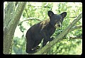 10011-00036-Black Bear Cubs-Ursus americanus.jpg