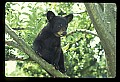10011-00037-Black Bear Cubs-Ursus americanus.jpg