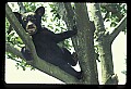 10011-00038-Black Bear Cubs-Ursus americanus.jpg