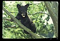 10011-00039-Black Bear Cubs-Ursus americanus.jpg