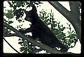 10011-00040-Black Bear Cubs-Ursus americanus.jpg