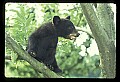 10011-00041-Black Bear Cubs-Ursus americanus.jpg