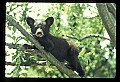 10011-00042-Black Bear Cubs-Ursus americanus.jpg