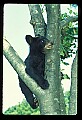 10011-00043-Black Bear Cubs-Ursus americanus.jpg