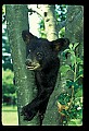 10011-00045-Black Bear Cubs-Ursus americanus.jpg