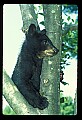 10011-00046-Black Bear Cubs-Ursus americanus.jpg