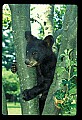 10011-00047-Black Bear Cubs-Ursus americanus.jpg