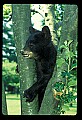 10011-00048-Black Bear Cubs-Ursus americanus.jpg