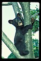 10011-00049-Black Bear Cubs-Ursus americanus.jpg