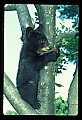 10011-00050-Black Bear Cubs-Ursus americanus.jpg