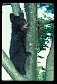 10011-00051-Black Bear Cubs-Ursus americanus.jpg