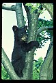 10011-00052-Black Bear Cubs-Ursus americanus.jpg