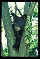 10011-00053-Black Bear Cubs-Ursus americanus.jpg