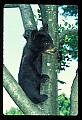 10011-00054-Black Bear Cubs-Ursus americanus.jpg