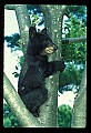 10011-00055-Black Bear Cubs-Ursus americanus.jpg