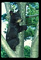 10011-00056-Black Bear Cubs-Ursus americanus.jpg