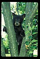 10011-00057-Black Bear Cubs-Ursus americanus.jpg
