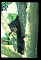 10011-00058-Black Bear Cubs-Ursus americanus.jpg