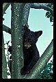 10011-00059-Black Bear Cubs-Ursus americanus.jpg