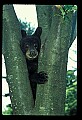10011-00061-Black Bear Cubs-Ursus americanus.jpg