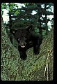 10011-00063-Black Bear Cubs-Ursus americanus.jpg
