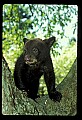 10011-00064-Black Bear Cubs-Ursus americanus.jpg