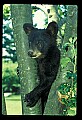 10011-00065-Black Bear Cubs-Ursus americanus.jpg